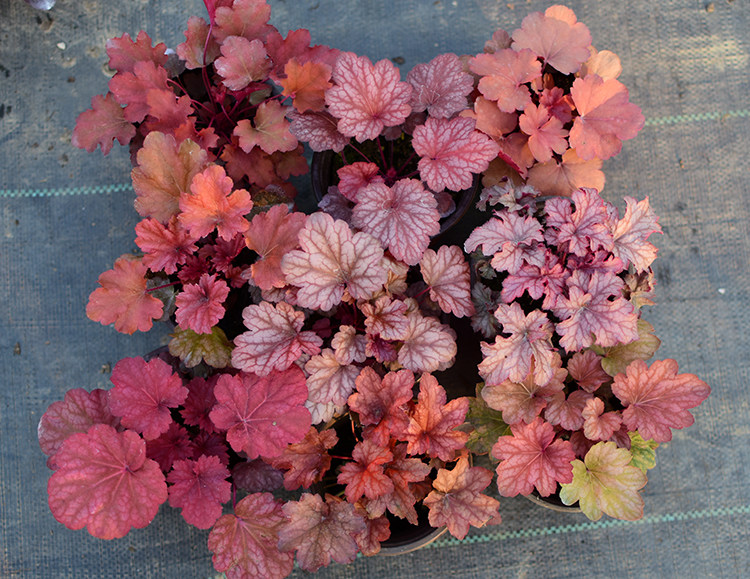 矾根植物耐寒室内花卉阳台别墅庭院大苗彩色观叶花境绿植网红盆栽