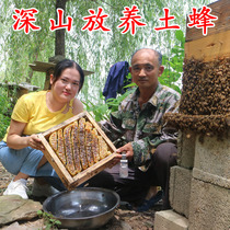 Seven Rooms Deep Mountain Wood Barrel Soil Honey Wild Honey Virgin Soil Method Cut Honey Farmhouse Self-Prolific Pure Honey