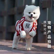 Pet products and supplies photography Dog clothing and toys Short video Cat food advertising model Rabbit Aquarium photography