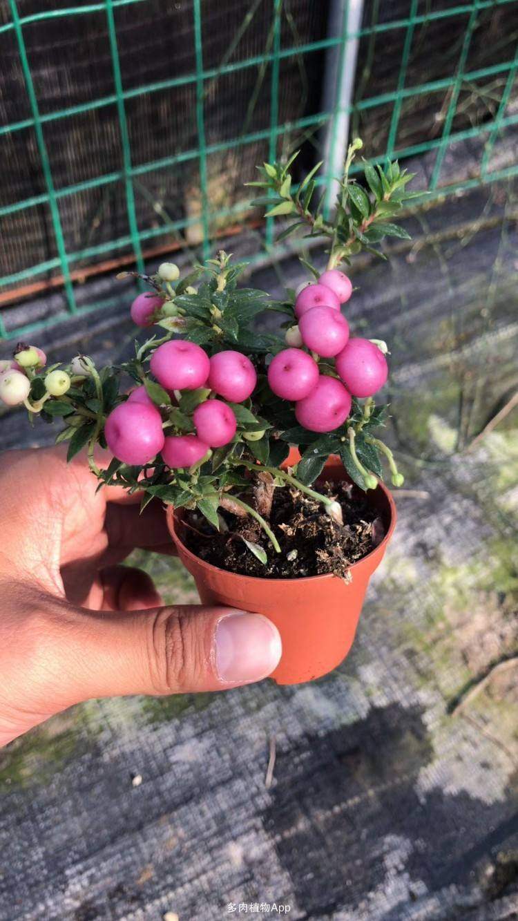 新晋网红观果植物新宠丽果木如何养护