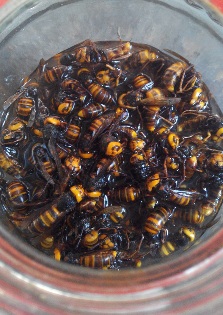 马蜂酒 野生胡蜂酒 胡蜂蛹 虎头蜂酒 胡蜂祛类风湿关节炎腰腿疼