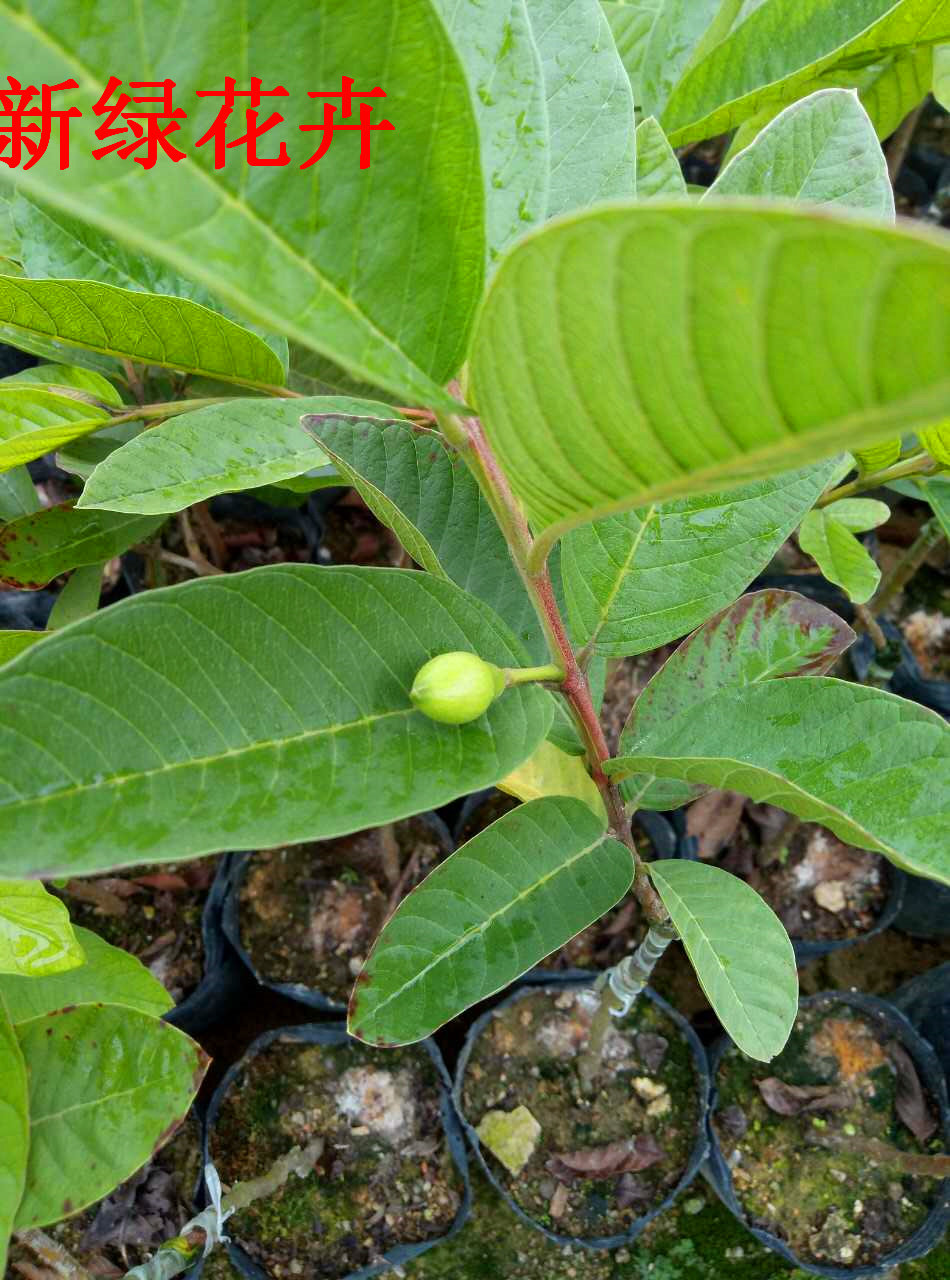 番石榴树苗西瓜芭乐树苗嫁接苗正宗四季珍珠红肉番石榴苗盆栽包邮