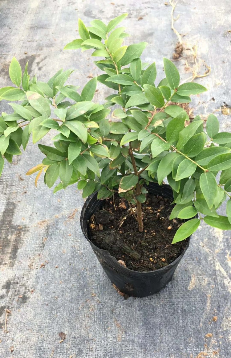 嘉宝果树苗树葡萄苗正宗台湾树葡萄四季南方北方种植当年结果包邮