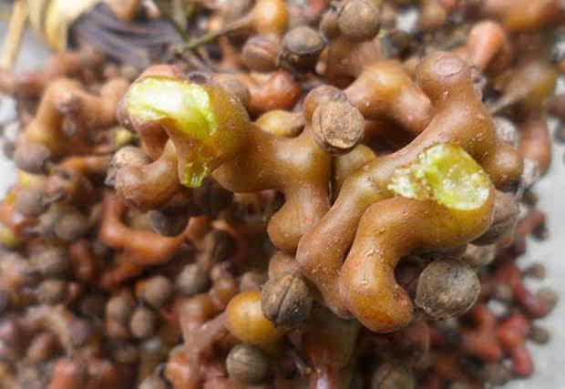 11月水果野生新鲜鸡爪梨拐枣万寿果桔纽子枳具子广东韶关土特产