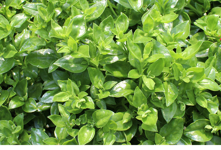 密云农家新鲜蔬菜穿心莲春莲秋柳一见喜榄核莲苦胆草金香草