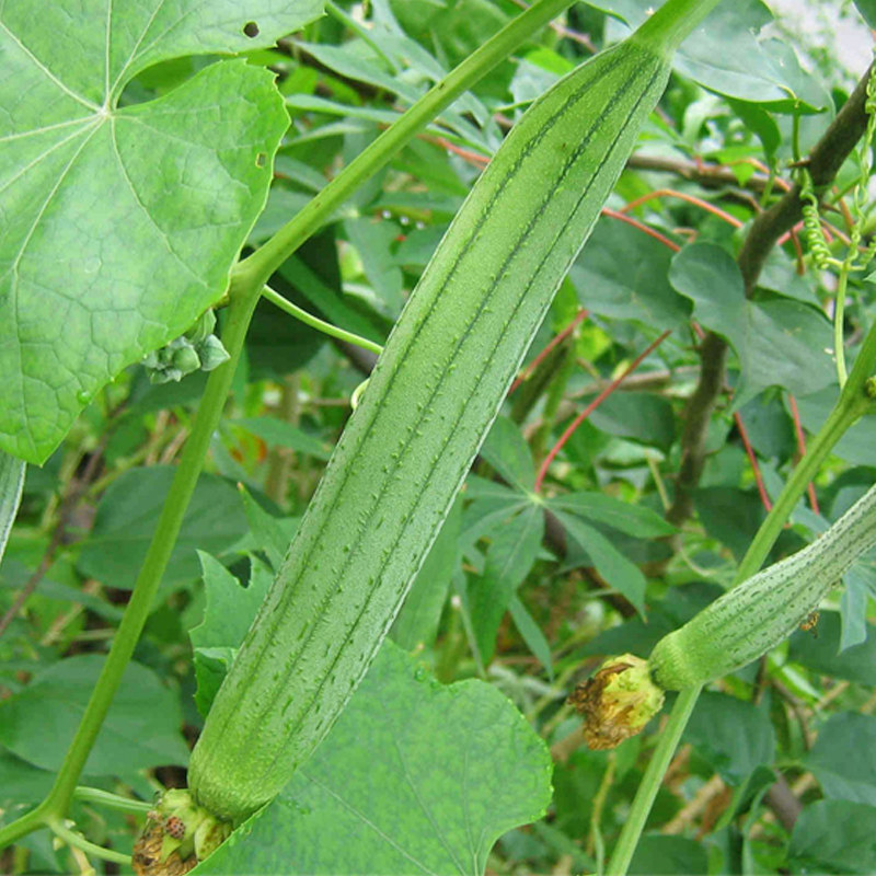 密云农家自种丝瓜 应季蔬菜当日采摘自然熟 500g土丝瓜新鲜速达