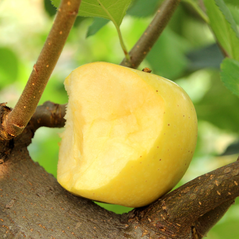 密云山区黄元帅苹果5斤 黄金帅 黄香蕉苹果 农家老品种 越放越面