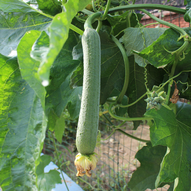 密云农家自种丝瓜 应季蔬菜当日采摘自然熟 500g土丝瓜新鲜速达