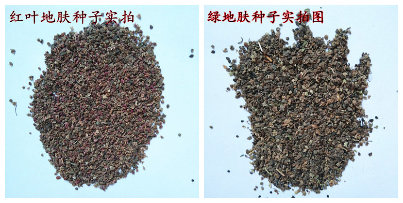 红叶地肤种子 绿叶地肤种子 观叶植物 扫帚花种子 地肤种子包邮
