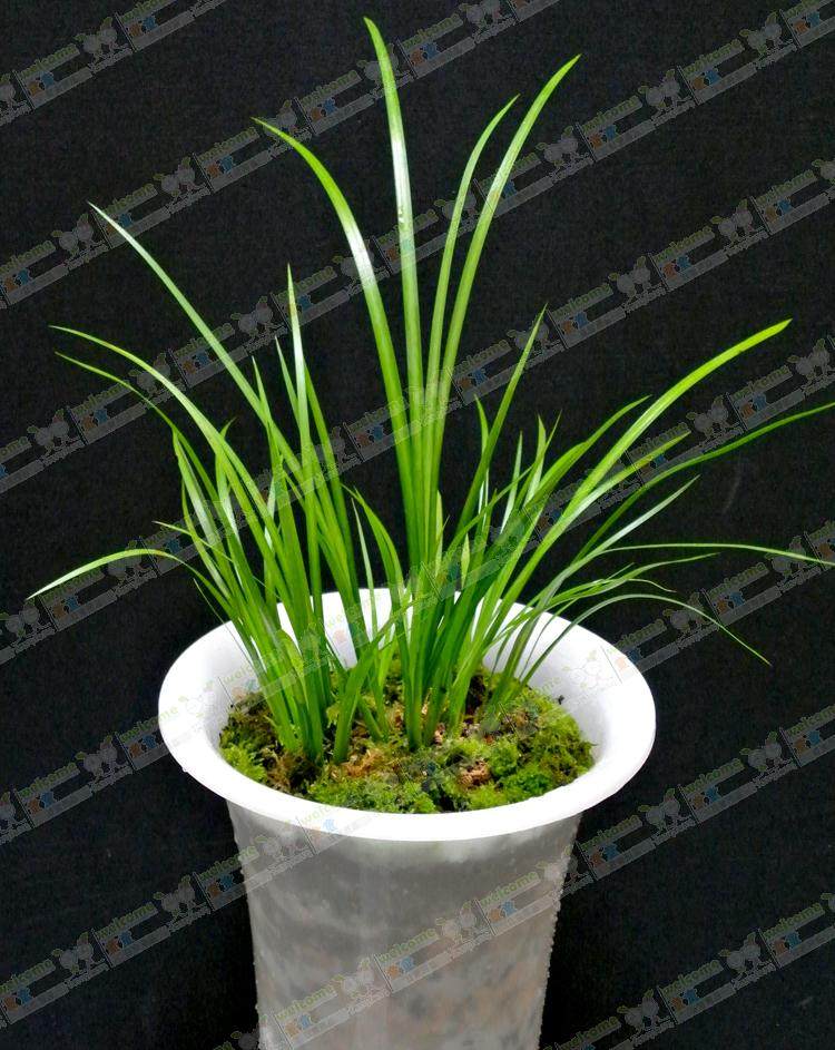 野生石菖蒲香蒲香草仙草