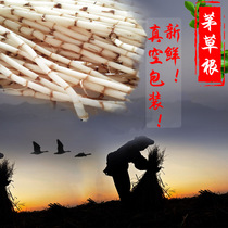 Fresh wild white grass root hairy grass root grass root vacuum packaging 500g grass root bamboo cane water herbal tea