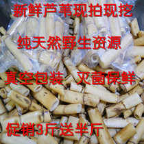 Fresh Reed root wild reed root fresh farm house now dug wild reed root Reed root Reed herbal tea under fire tea