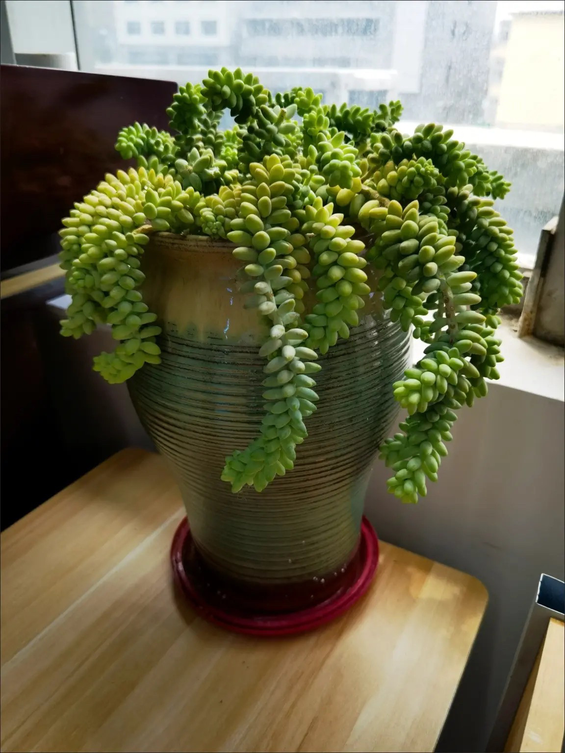 玉缀大型新手好养庭院大盆吊兰玉坠盆栽懒人绿植肉肉多肉植物稀有