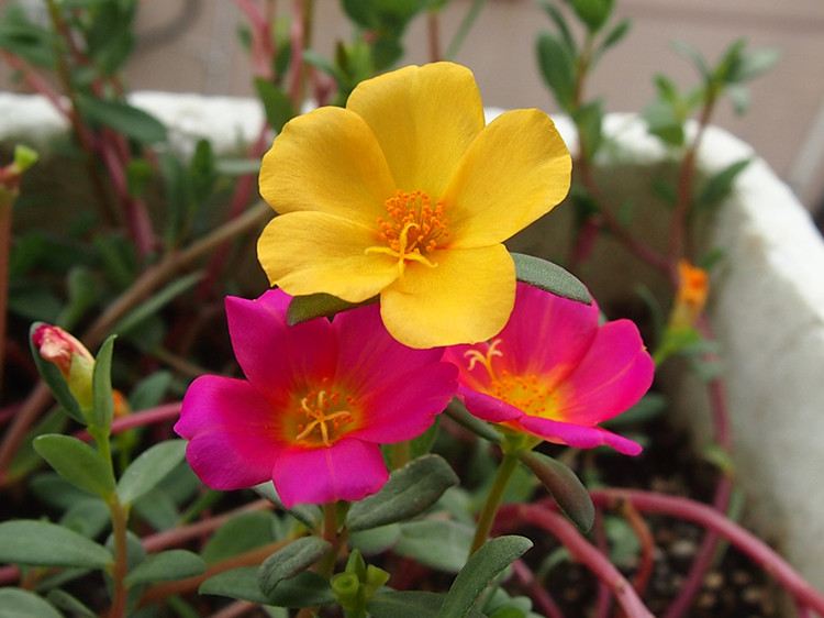 厂家直销太阳花阳台花坛盆栽绿化景观花卉品种齐全量大优惠