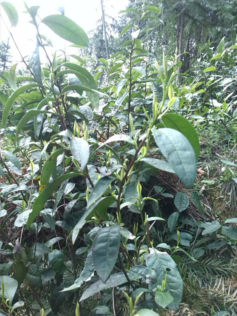 2017新茶安徽池州特产开园头采毛峰肖坑霄坑村野生绿茶 250克