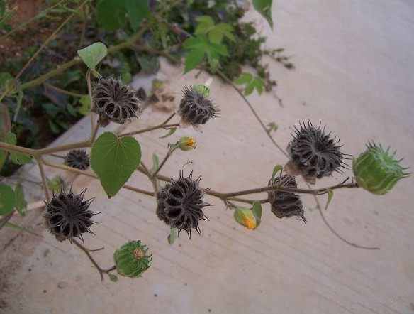 新鲜野生茼麻中药材纯正精品冬葵,青麻,葵子,白麻整颗包邮