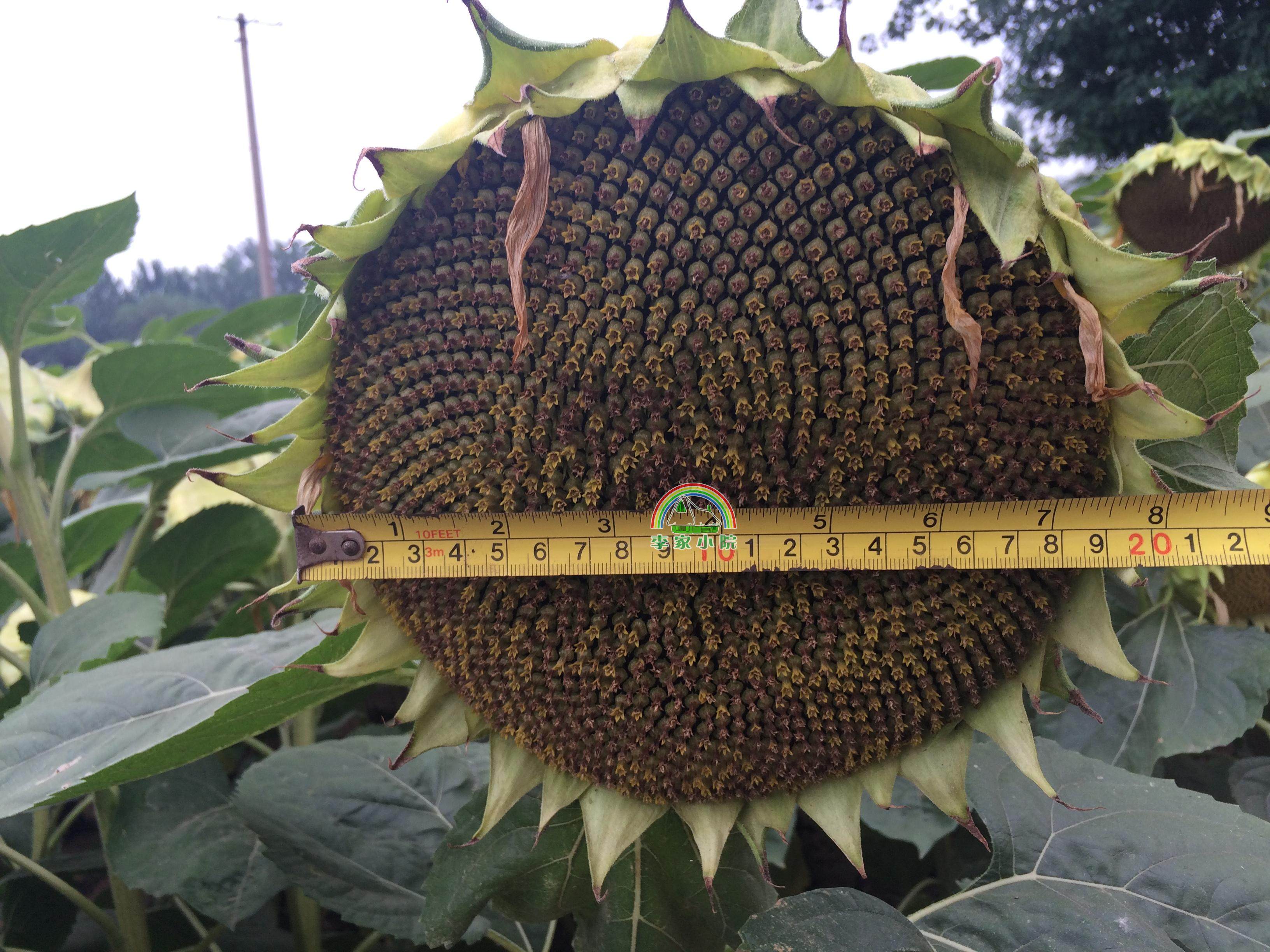 促销生葵花盘生葵花籽盘现采新鲜葵花头葵花盘向日葵太阳花2包邮