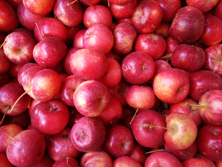 龙丰果 大秋果 东北沙果 特产新鲜水果非海棠果酸甜脆 最后一批果