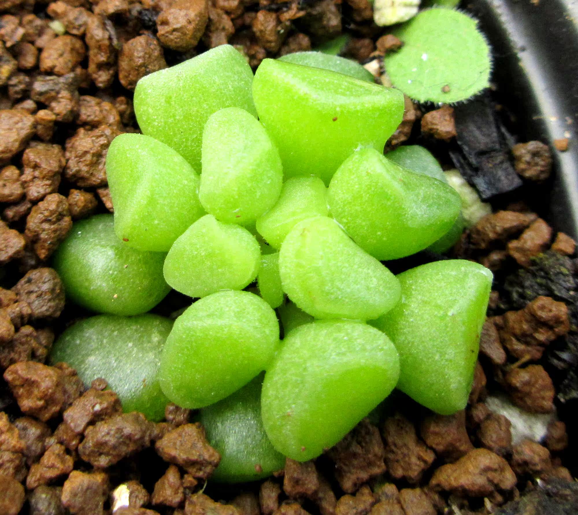 老馋猫 多肉植物 水泡 :鼓槌水泡_7折现价6元