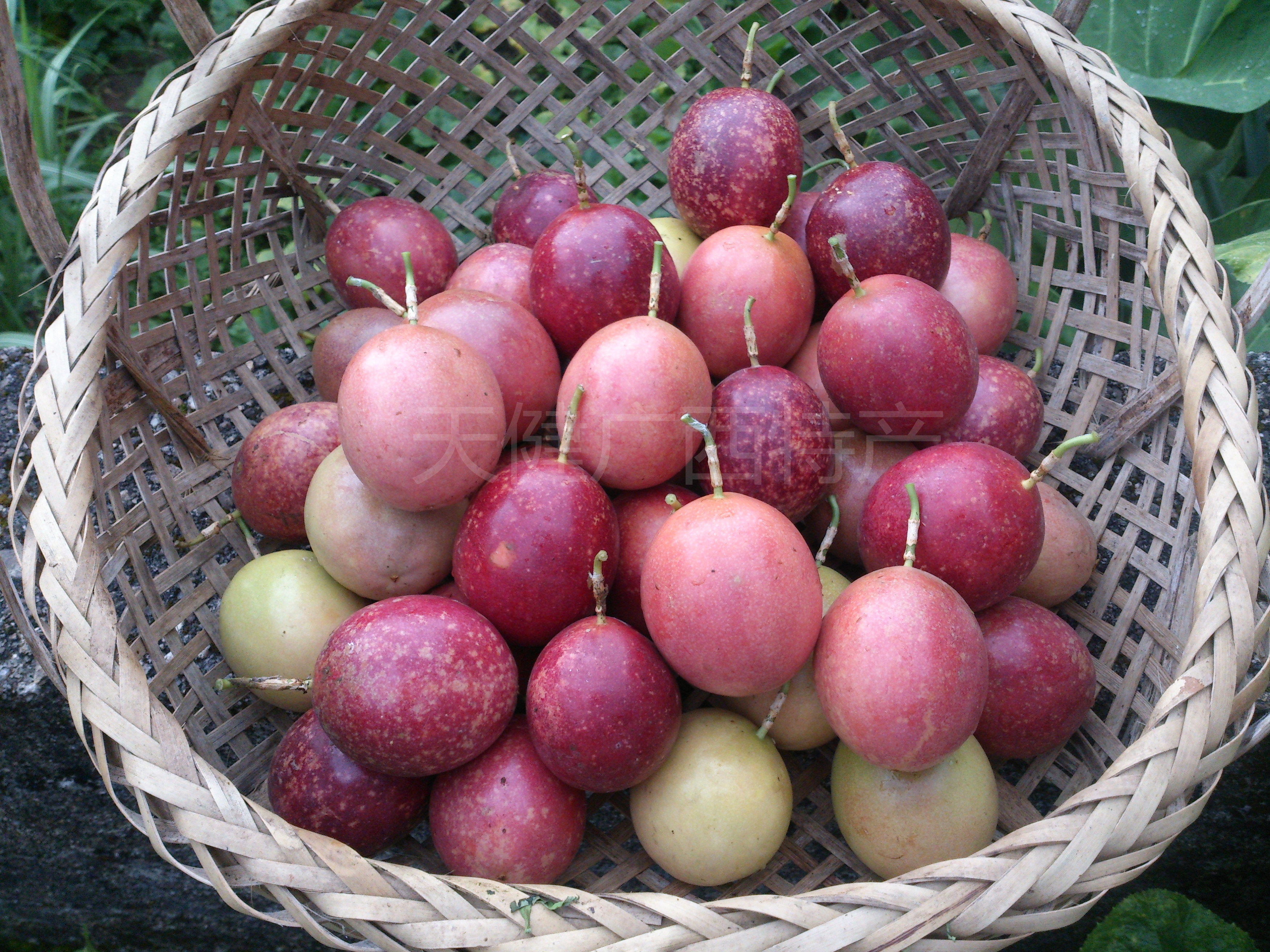 新鲜 百香果 西番莲 鸡蛋果 5斤 约30至50个/百香果 小果