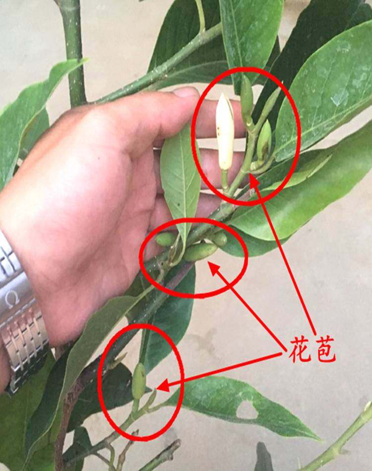 白兰花盆栽 嫁接黄角兰黄桷兰白玉兰黄玉兰花苗树苗