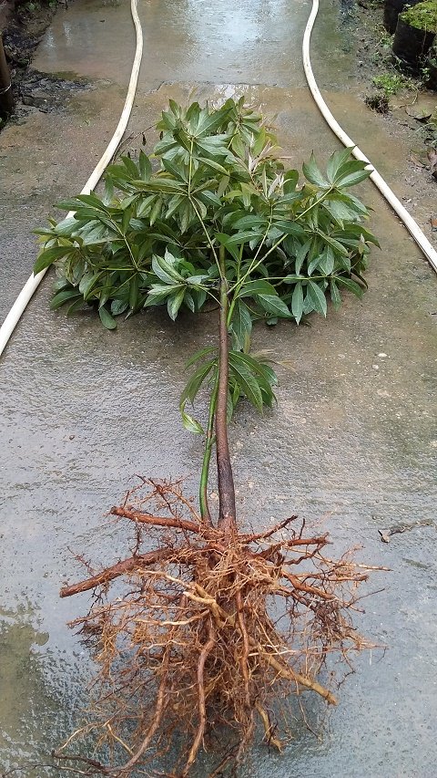 四川小叶金丝楠木树苗 带原土球发货 名贵小叶桢楠树苗 盆栽盆景