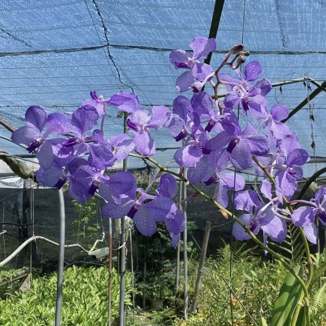 蓝色大花万代兰洋兰吊兰花卉附生兰苗绿植盆栽