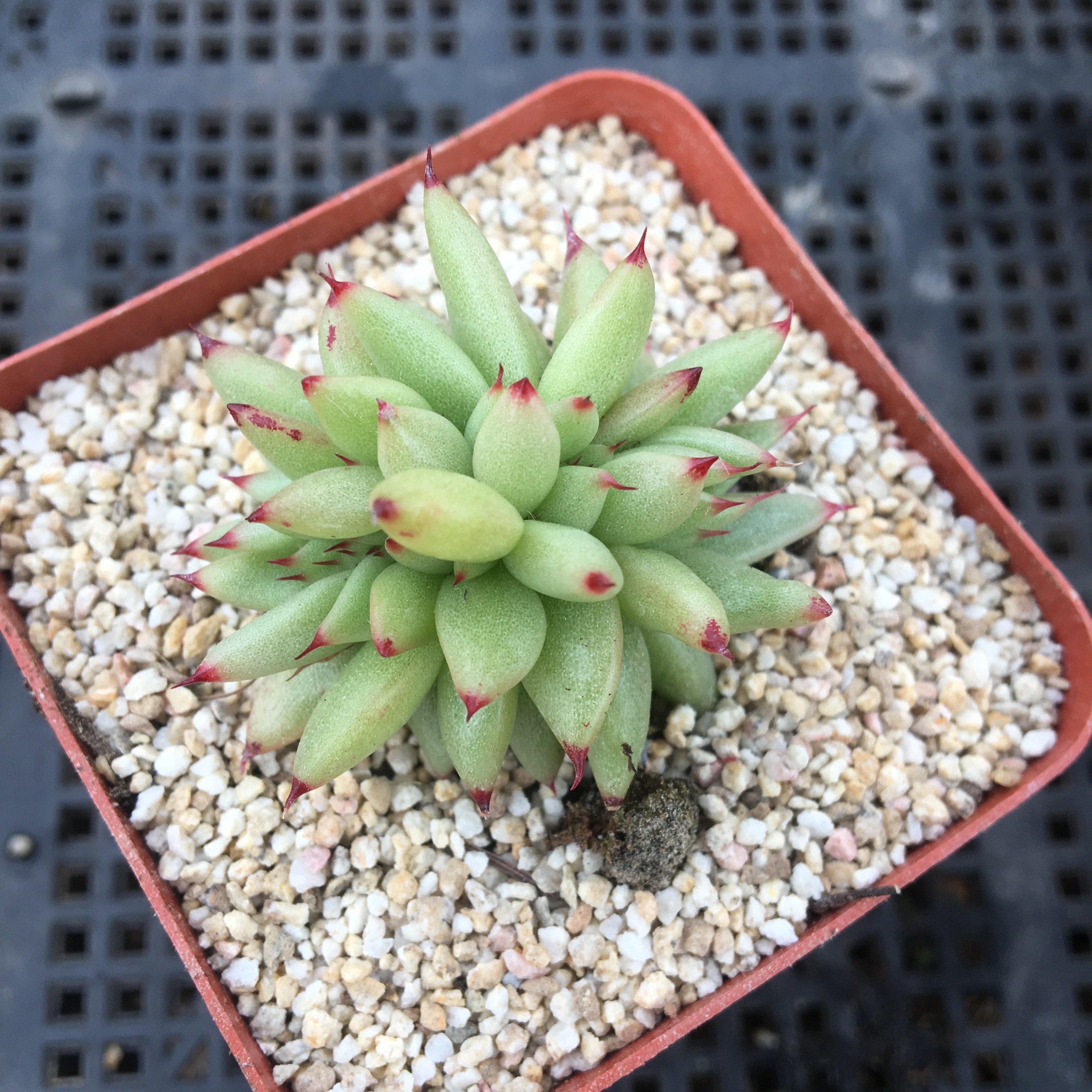 多肉植物 虎鲸 黄金玛丽亚缀化 贵货肉肉韩国进口4厘米_7折现价48元