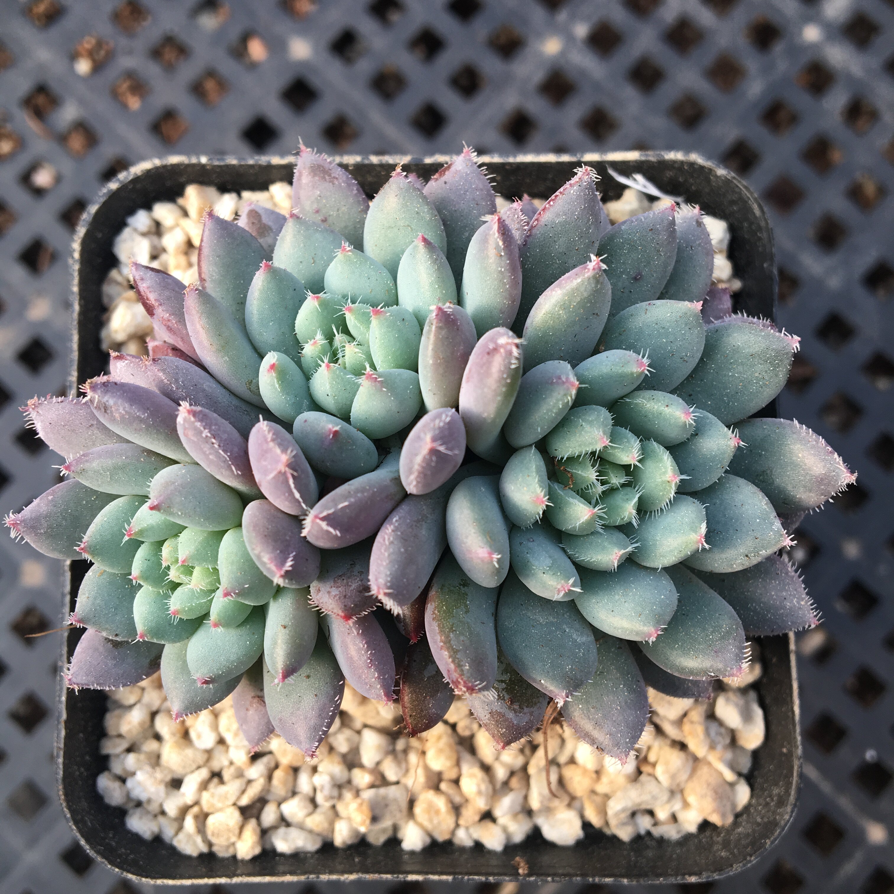 多肉植物 姬小光 群生 新手特价肉肉盆栽多肉_7折现价3.98元