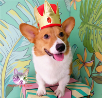 Pet cross-dressing king hat cat and dog red diamond crown headdress