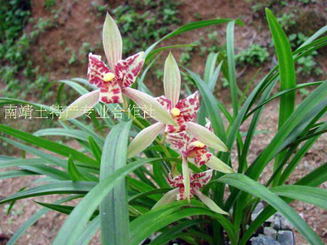 中国兰花 四季兰 建兰 宝岛仙女三星蝶 花大清香 植物兰花盆栽