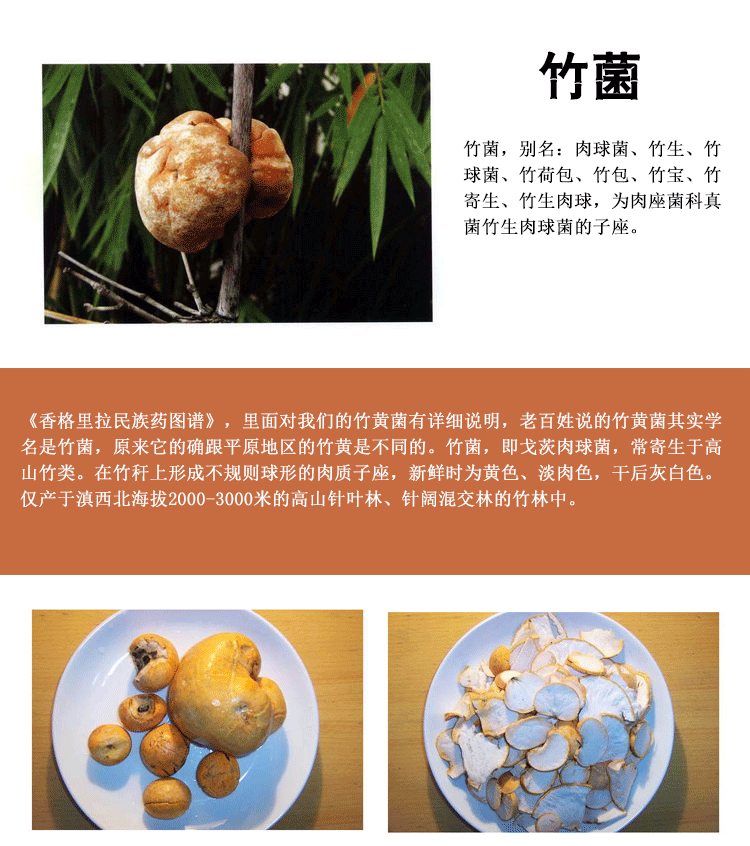 云南野生竹菌 精选竹黄菌 竹生肉球菌野生灵芝虎奶