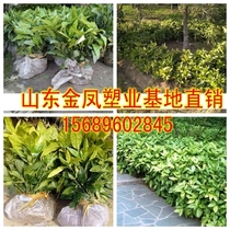 Greening seedlings Sprinkling gold Dongying coral Sprinkling golden coral seedlings Mosaic coral saplings Peach leaf coral seedlings