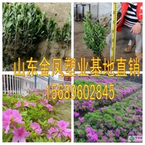 Nursery self-produced courtyard greening project seedlings Maojuan seedlings rhododendron garden flower plant flower bed flowering plant