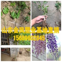Wisteria climbing vine plants balcony promenade courtyard fence climbing four seasons flowers wisteria saplings wisteria flower seedlings