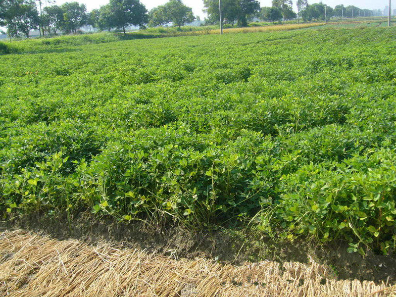 新小红皮花生红衣花生红花生米生花生仁农家杂粮