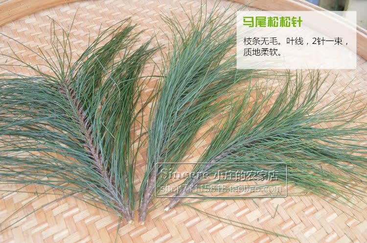 干松针正宗野生马尾松松针茶泡茶新鲜500克全国包邮