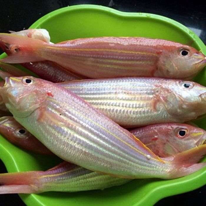 湛江特产野生新鲜金丝鱼冰鲜金线鱼红衫红三鱼海鱼500g_3折现价28.