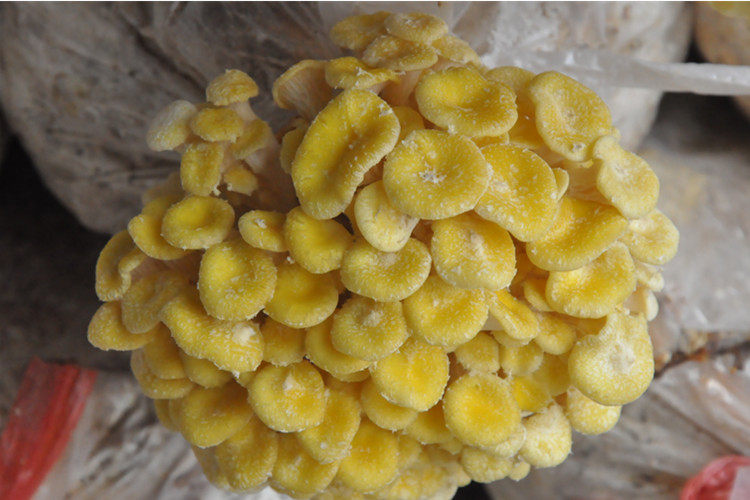 食用菌 榆黄蘑菌种 栽培种 一级种 二级种 三级种 栽培种母种试管