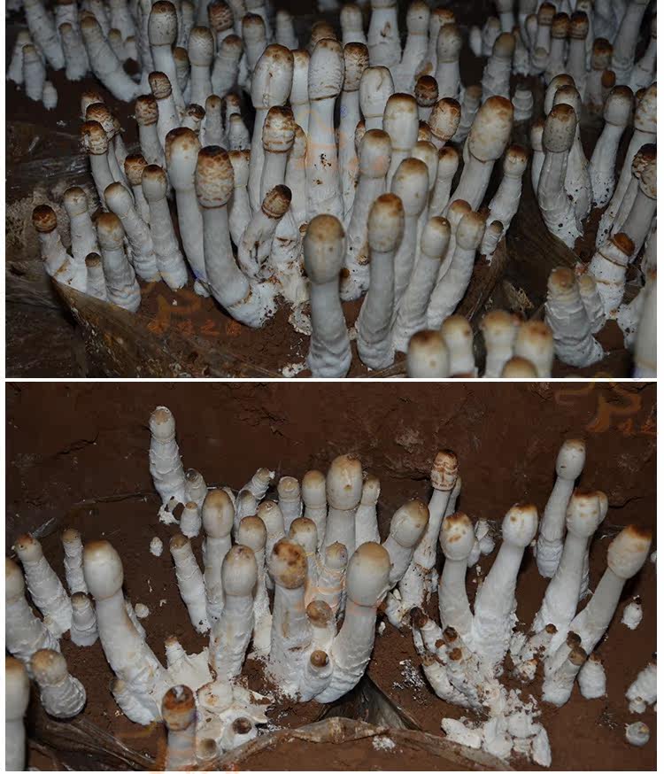 有机食用菌种菌棒菌包鸡腿菇食用蘑菇农产品蘑菇菌种子包邮