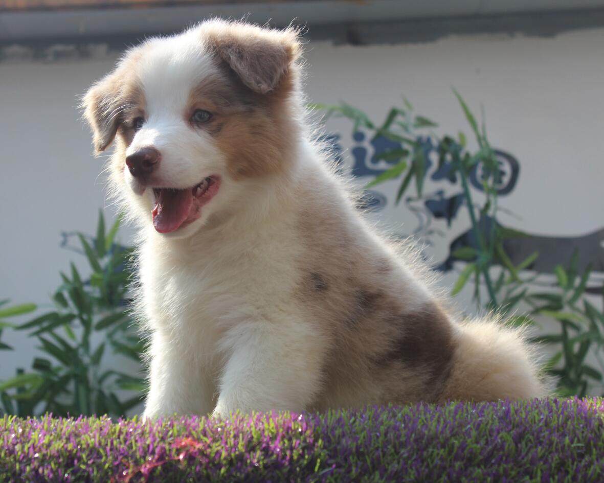 cku认证赛级犬 冠军血统 三色红陨石边境牧羊犬 边境牧羊犬幼犬_7折