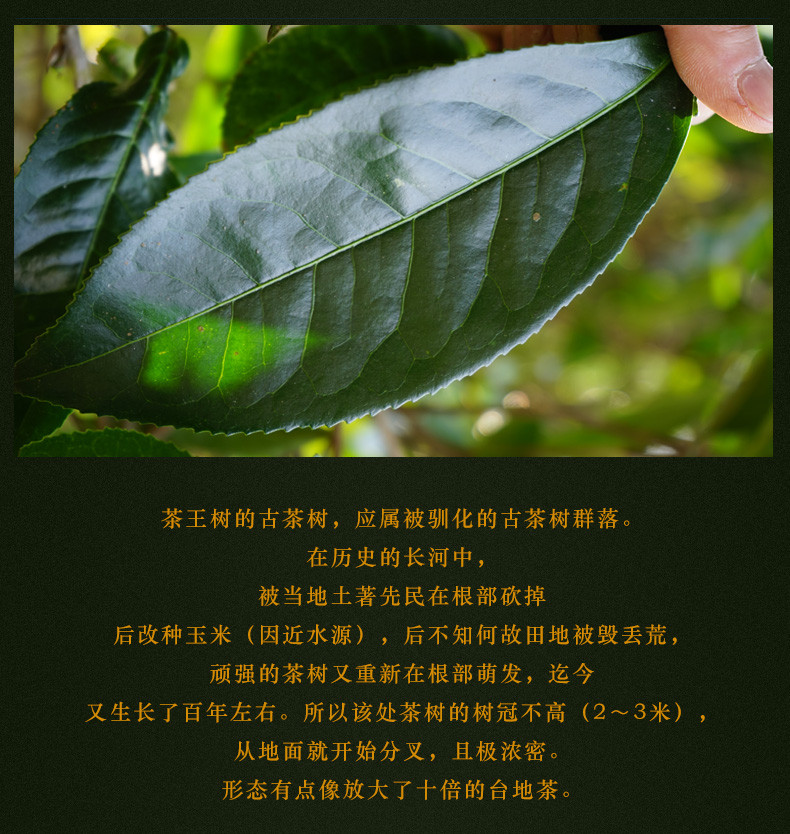 洪普号2017头春执着系列 易武茶王树单株古树纯料普洱茶生茶饼茶_7折