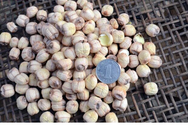 丽水馆莲都特产处州白莲穿芯白莲250g带芯白皮莲子一烧即糯