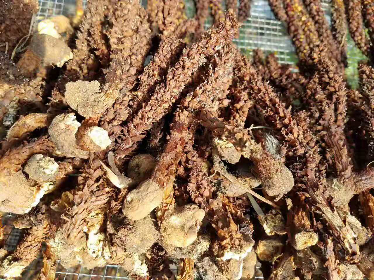 产地散装东北大兴安岭中药不老草山苞米苁蓉列当泡酒料1420cm