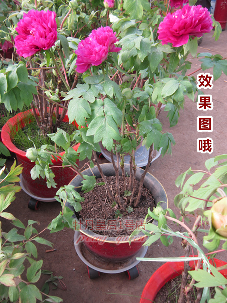 正品紫二乔牡丹苗菏泽洛阳红阳台精品正宗牡丹苗庭院室窗台盆栽