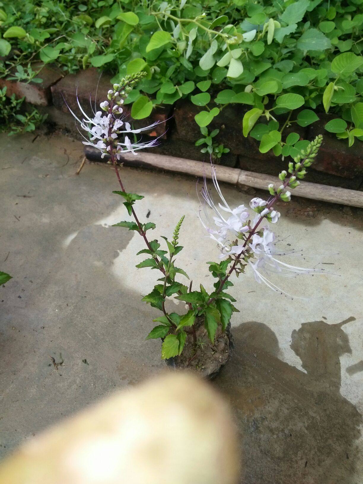 猫须草 猫须公苗 灵芝草 猫公草苗 肾草种苗2棵包邮