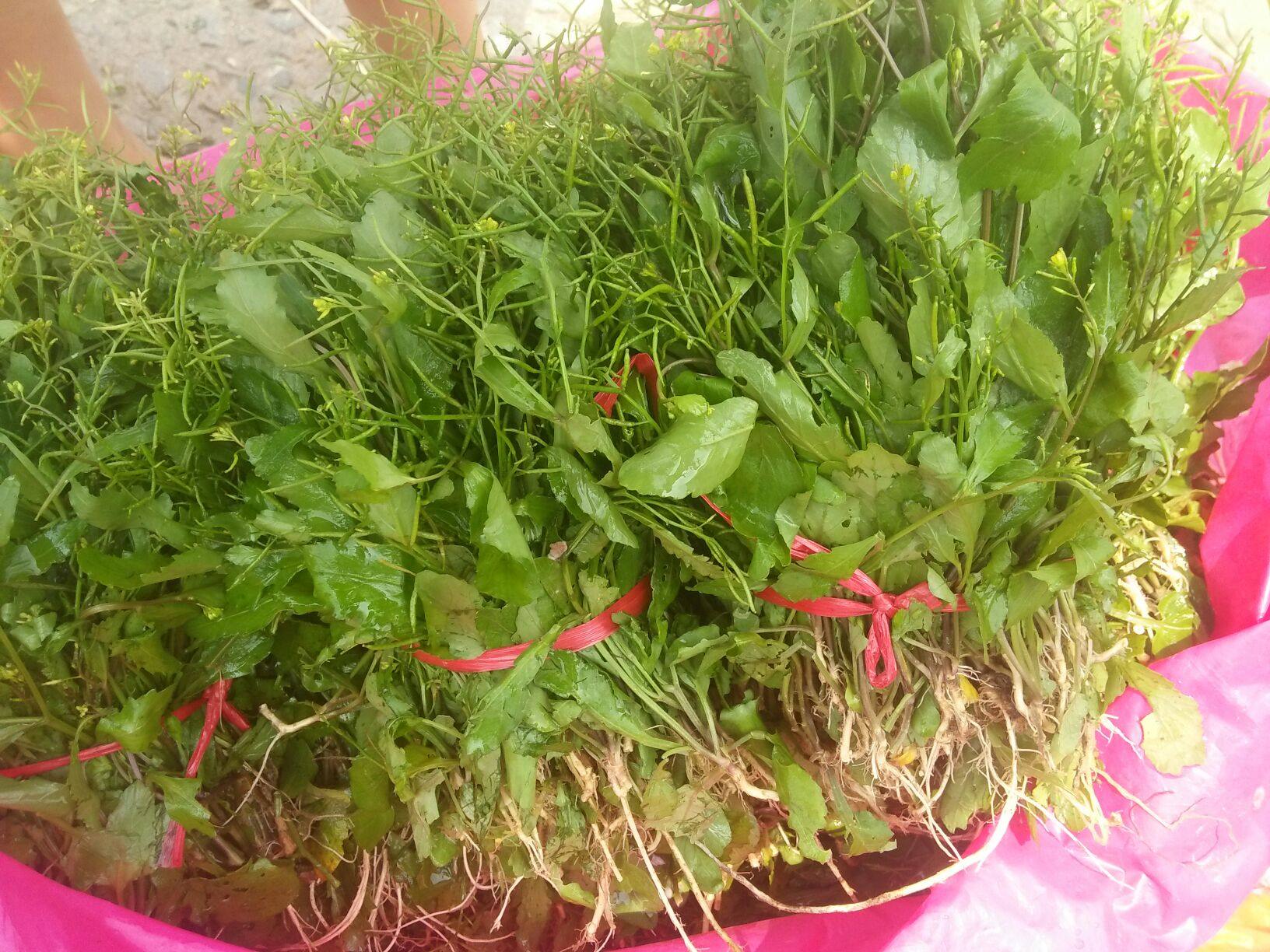 新鲜现采现发 田葛菜 塘葛菜 野葛菜 天葛菜 天芥菜 生鱼草500g