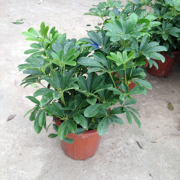 室内大型客厅办公盆栽花卉八方来财 鸭脚木 鸭掌木观叶植物招财树