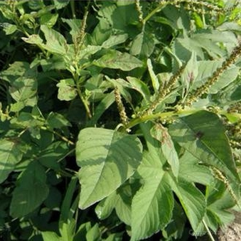 2斤包邮农村山区中草药纯天然刺苋竻苋菜清凉除湿勒苋菜野猪母菜