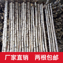 Log birch tree decoration tree section stump branches Birch tree trunk window partition entrance All kinds of activity arrangement tree